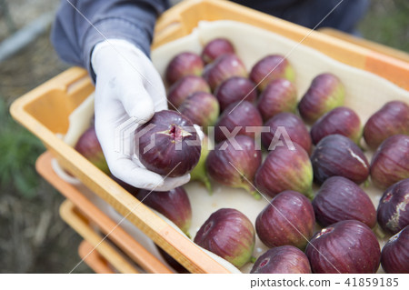 A farmer cultivated in FIG. 41859185