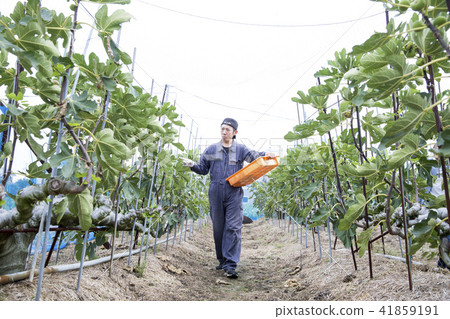 A farmer cultivated in FIG. 41859191
