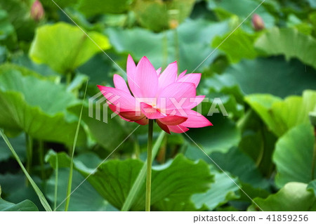 蓮花在雨中 41859256