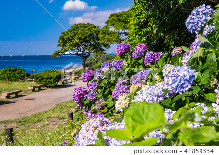 (Kanagawa Prefecture) Kannonzaki Park 41859334