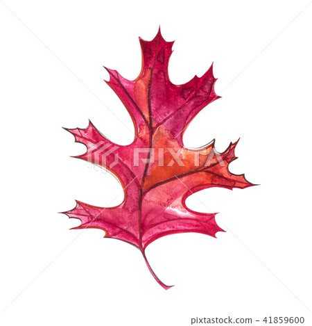 Autumn leaf - Black oak. Autumn maple leaf isolated on a white background. Watercolor illustration. Autumn leaf - Black oak. Autumn maple leaf isolated on a white background. Watercolor illustration. 41859600