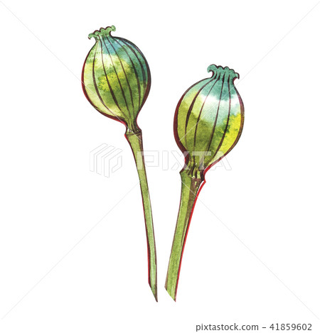 Autumn leaf - Poppy Seed Pods. Autumn maple leaf isolated on a white background. Watercolor Autumn leaf - Poppy Seed Pods. Autumn maple leaf isolated on a white background. Watercolor 41859602