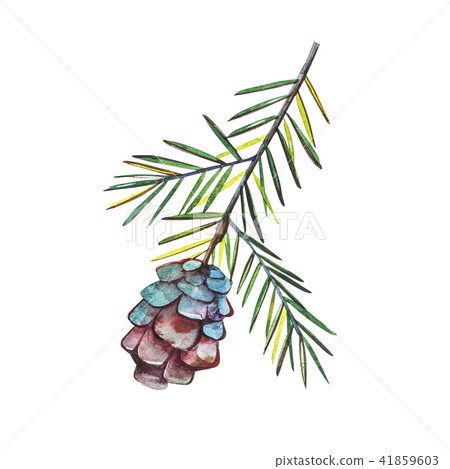 Autumn leaf - Western Hemlock Tree. Autumn maple leaf isolated on a white background. Watercolor Autumn leaf - Western Hemlock Tree. Autumn maple leaf isolated on a white background. Watercolor 41859603
