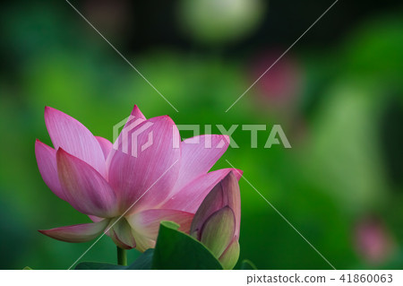 Lotus, lotus, lotus Lotus, lotus, lotus 41860063