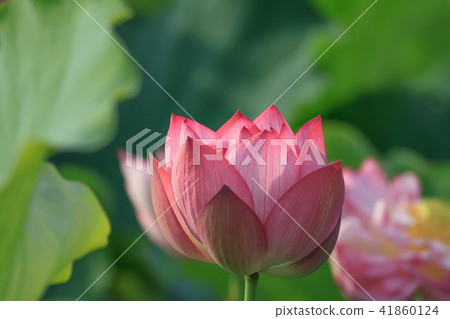 荷,荷花,蓮 41860124