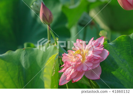 Lotus, lotus, lotus 41860132