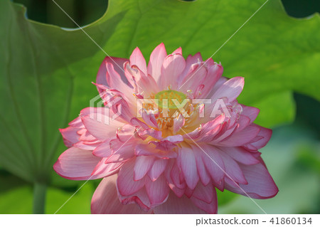 荷,荷花,蓮 41860134