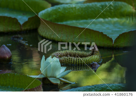 荷,荷花,蓮 41860176