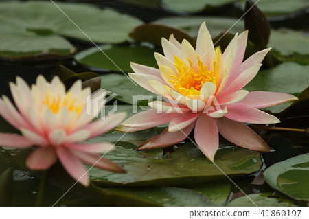 荷,荷花,蓮 荷,荷花,蓮 41860197