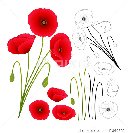 Papaver rhoeas common poppy,corn poppy Papaver rhoeas common poppy,corn poppy 41860231