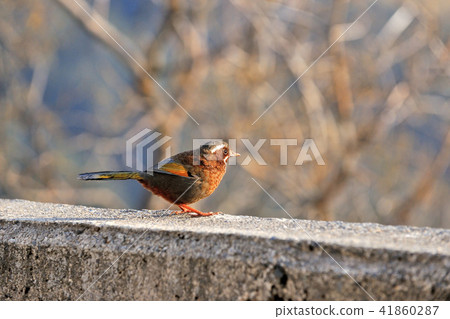 Birds endemic to Taiwan Birds endemic to Taiwan 41860287
