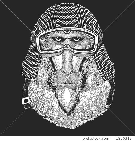 Monkey, baboon, dog-ape, ape. Vintage motorcycle hemlet. Retro style illustration with animal biker Monkey, baboon, dog-ape, ape. Vintage motorcycle hemlet. Retro style illustration with animal biker 41860313