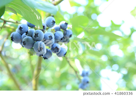 blueberry blueberry 41860336