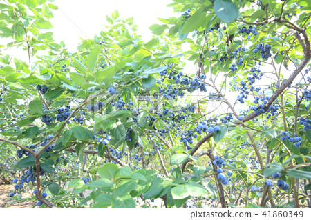 藍莓 41860349