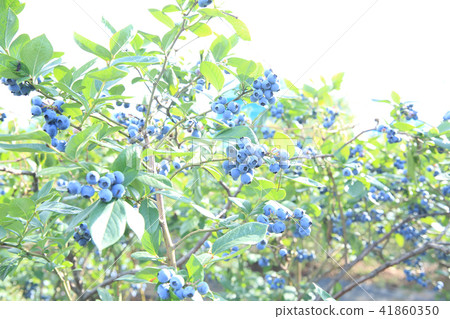 藍莓 41860350