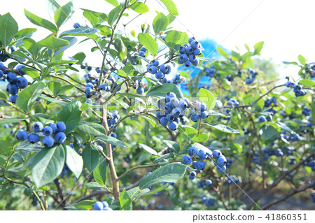藍莓 41860351