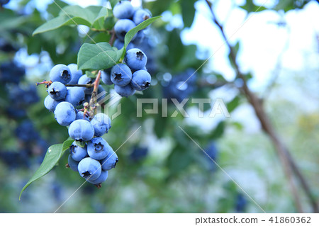 blueberry blueberry 41860362