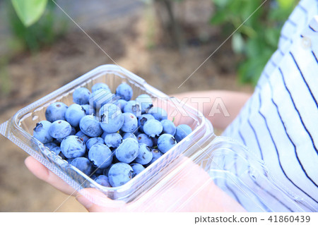 Children hunting blueberries 41860439
