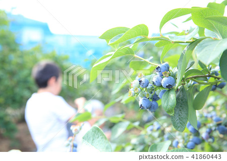 Children hunting blueberries Children hunting blueberries 41860443