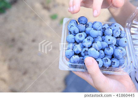 Children hunting blueberries Children hunting blueberries 41860445
