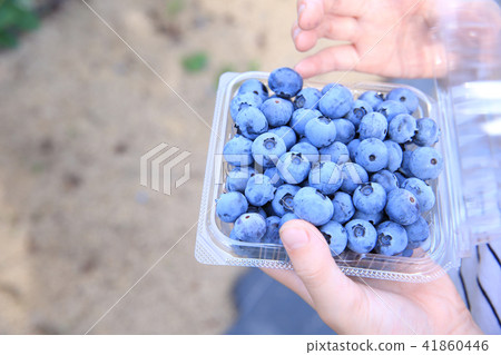 狩獵藍莓的孩子 狩獵藍莓的孩子 41860446