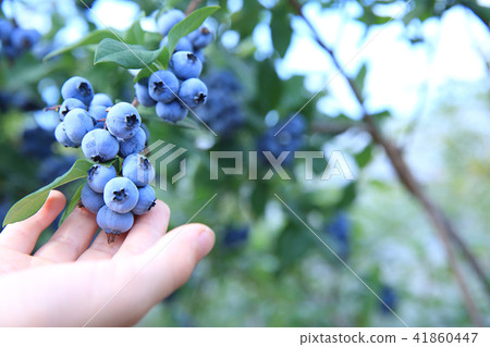 狩獵藍莓的孩子 狩獵藍莓的孩子 41860447