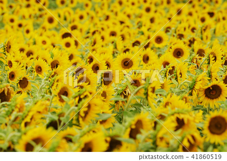 Summer image Sunflower sunflower 41860519