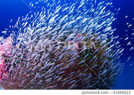 水下景觀 水下景觀 41860822