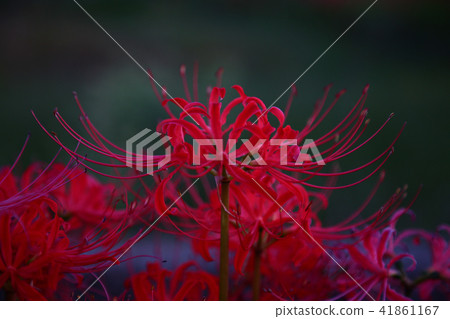 Mandarin saixa 41861167