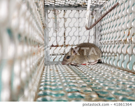 Mouse in mouse trap 41861364