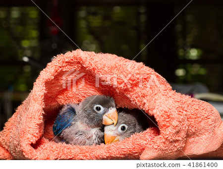 Baby lovebirds in cloth nest on table Baby lovebirds in cloth nest on table 41861400