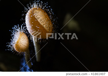 Selective focus of cup mushroom with water droplet 41861407