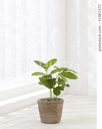 葉子植物 葉子植物 41861472