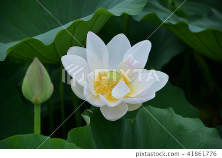 Lotus flower  41861776