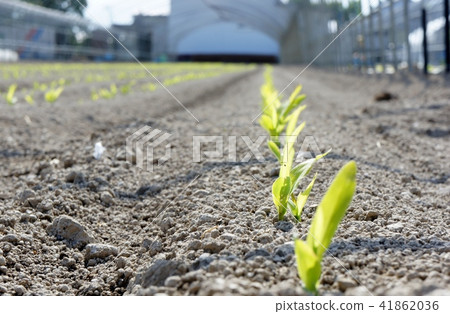Preparation for germination Preparation for germination 41862036