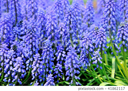 花卉 葡萄風信子 串鈴花 花卉 葡萄風信子 串鈴花 41862117