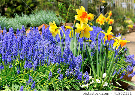 Flower grape hyacinth 41862131