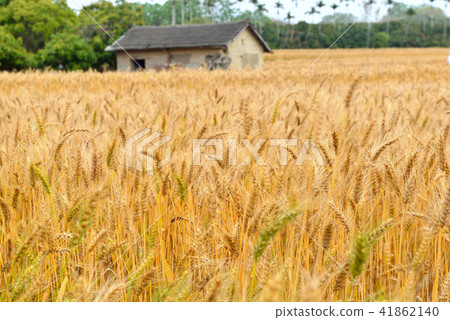 鄉村的]農作物 麥田 麥子 41862140