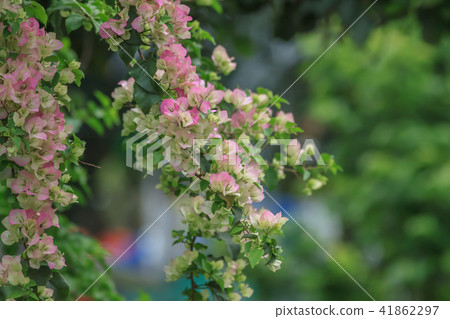 九重葛,花,葉子花 九重葛,花,葉子花 41862297