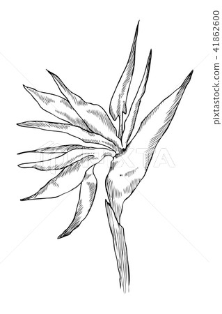 Graphic strelitzia flower. Vector exotic leaves and flowers isolated on white background. Coloring 41862600