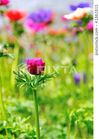Ranunculus fake peony celery flower 41862815