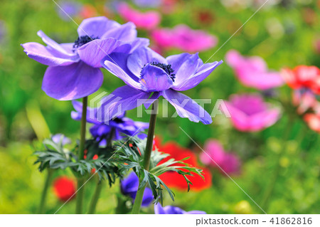 花毛茛 假牡丹 芹菜花 41862816