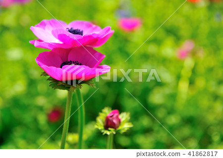 Ranunculus fake peony celery flower 41862817