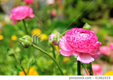 花毛茛 假牡丹 芹菜花 41862819