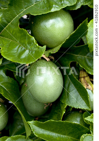 Young fruit of passion fruit 41862910