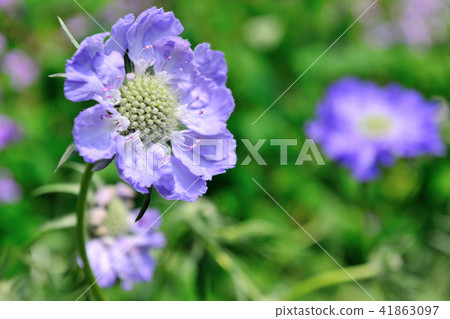 藍盆花 花園 41863097