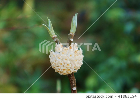 在早春和春天告訴春天的花的Mitsumata的可愛的花·新葉的側面位置 41863154