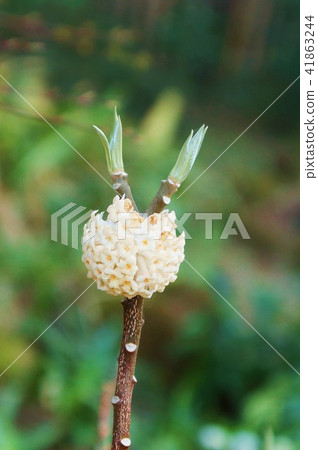 Cute flowers of Mitsumata that tells the flowers of spring of early spring and spring and buds of new leaves · Vertical position Cute flowers of Mitsumata that tells the flowers of spring of early spring and spring and buds of new leaves · Vertical position 41863244