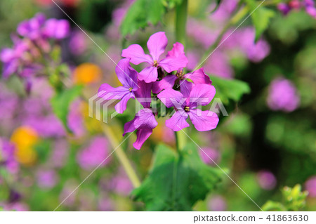 花園 芬芳的花朵 花園 芬芳的花朵 41863630