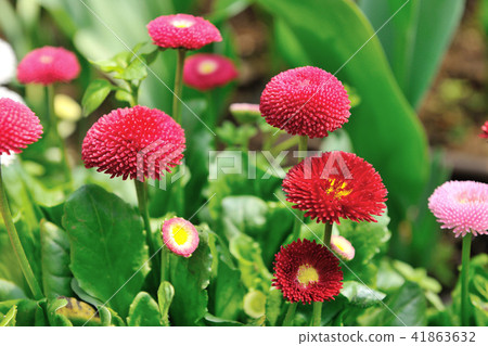 花園 芬芳的花朵 花園 芬芳的花朵 41863632